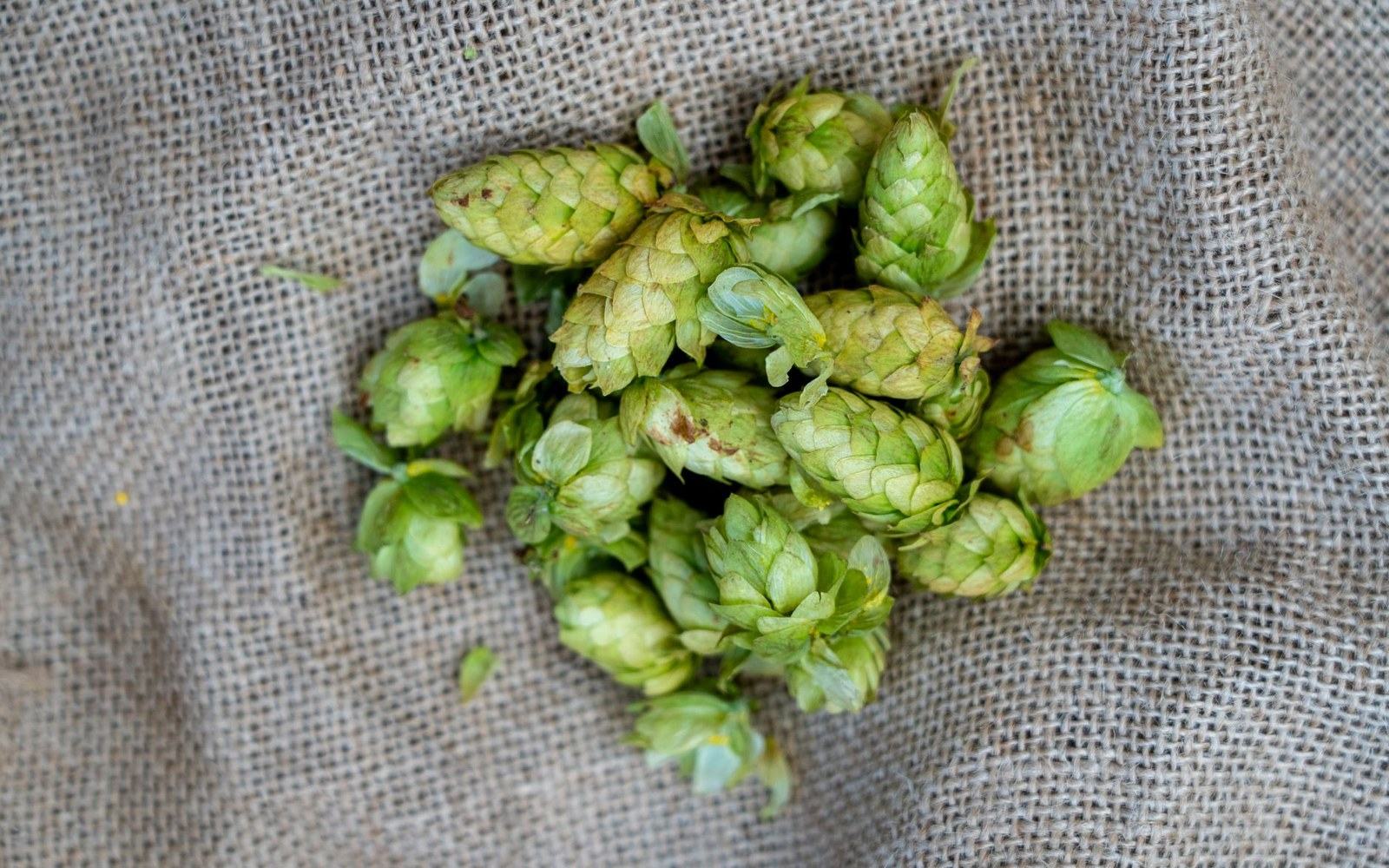 Cluster of green hop cones piled on a woven burlap sack