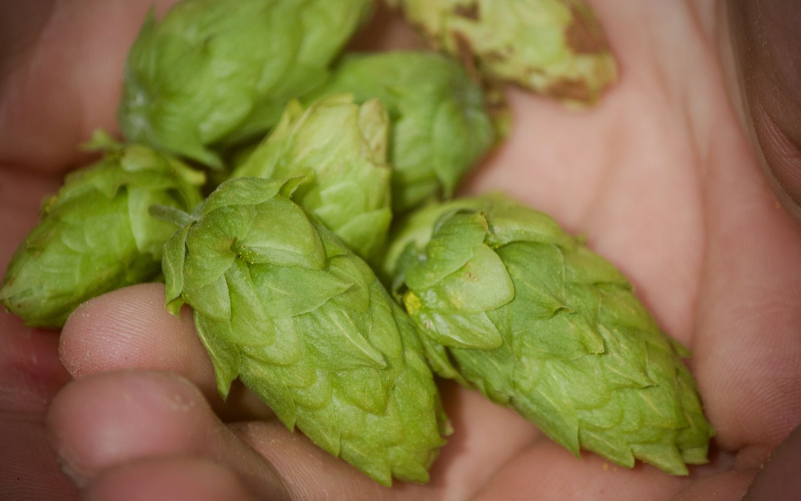 Adult worker's hands holding hop cones at harvest, bines and a picking machine visible in the background
